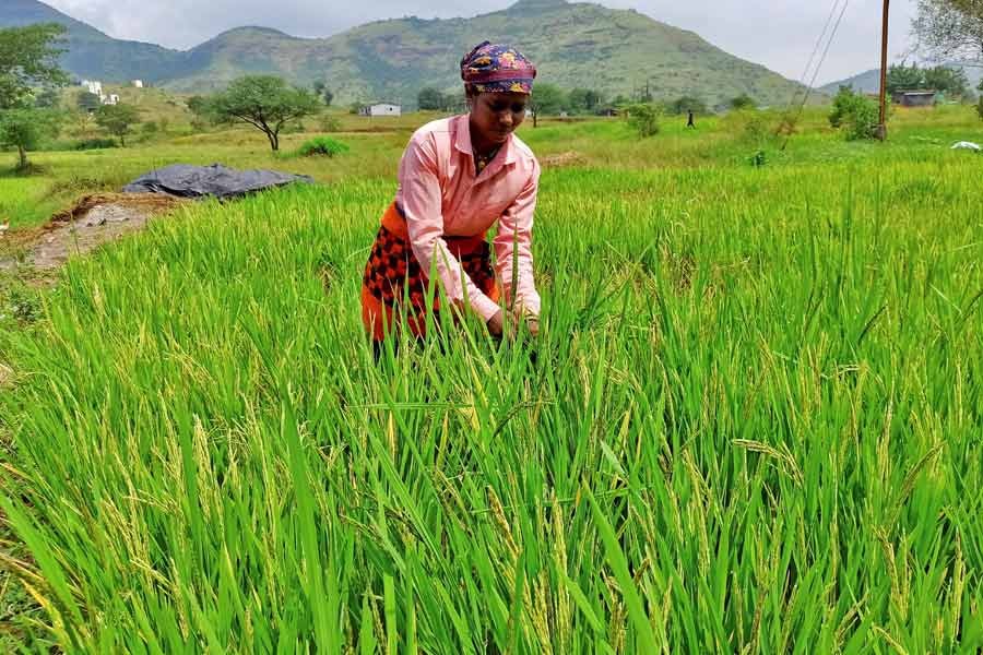 A woman harvesting ripened rice in a paddy field at Karunj village in the western state of Maharashtra in India on October 17 this year –Reuters file photo