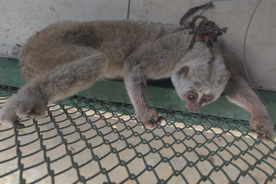 Endangered Lojjaboti monkey rescued in Bandarban