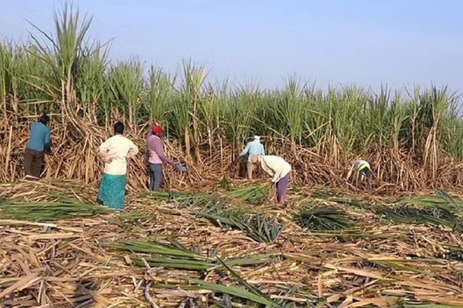 India allows sugar exports of 6.0m tonnes in 2022/23