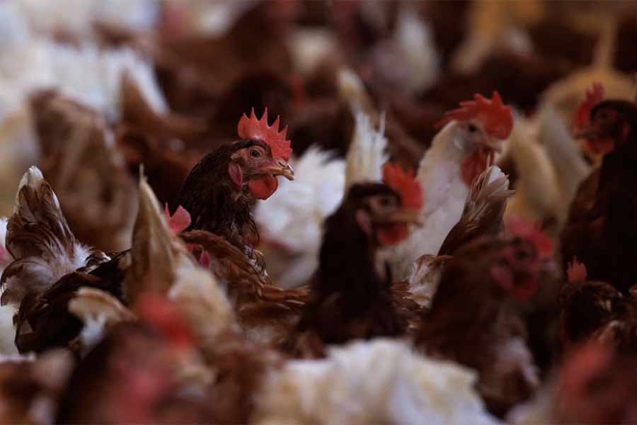 India's Kerala state culls hundreds of birds after avian flu outbreak