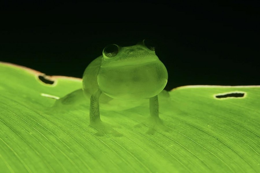 Glass act: Scientists reveal secrets of frog transparency