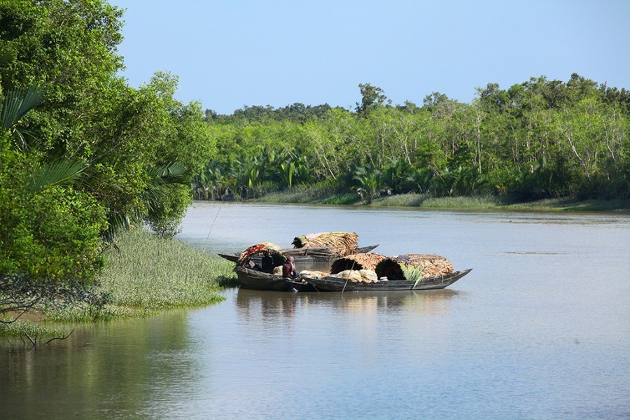 Who are these new Sundarbans robbers?