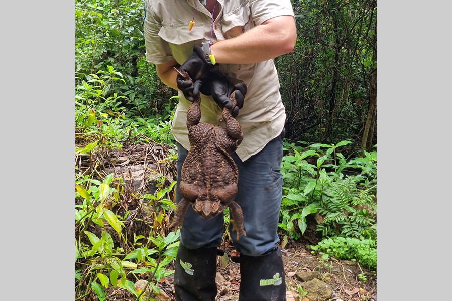 Cane toad dubbed "Toadzilla" and believed by Australian park rangers to be the world's biggest toad is held by Queensland Department of Environment and Science Ranger Kylee Gray, in Conway National Park, Queensland, Australia January 12, 2023. Queensland Department Of Environment and Science/Handout via REUTERS