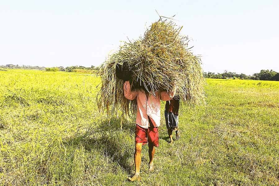 Mixing cereal species for stabilising crop yields