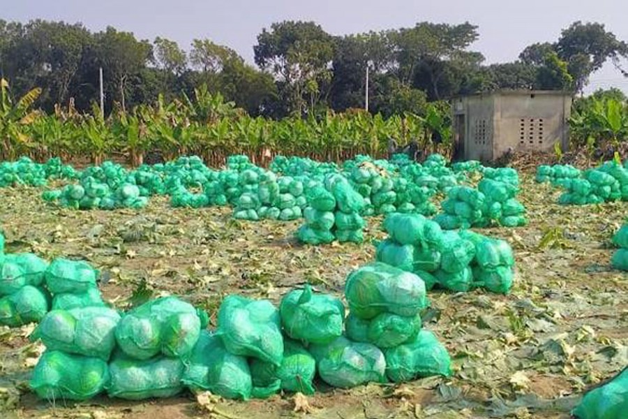 মেহেরপুরের পাতাকপির ভোক্তা এখন বিশ্ববাজারে