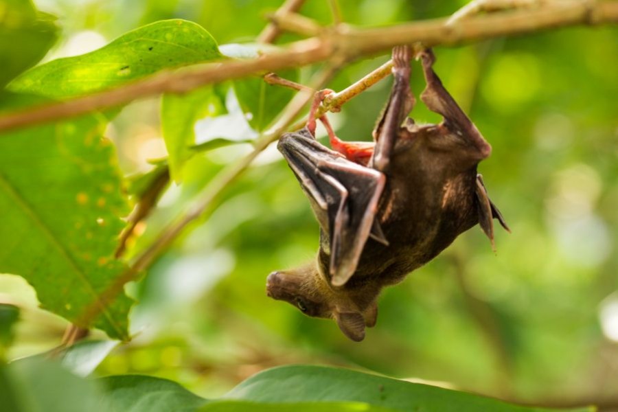 চলতি শীতে নিপা ভাইরাসে ৫ মৃত্যু