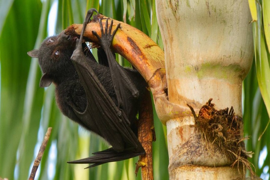 নিপা ভাইরাস: সতর্কতামূলক ব্যবস্থার নির্দেশনা স্বাস্থ্যের