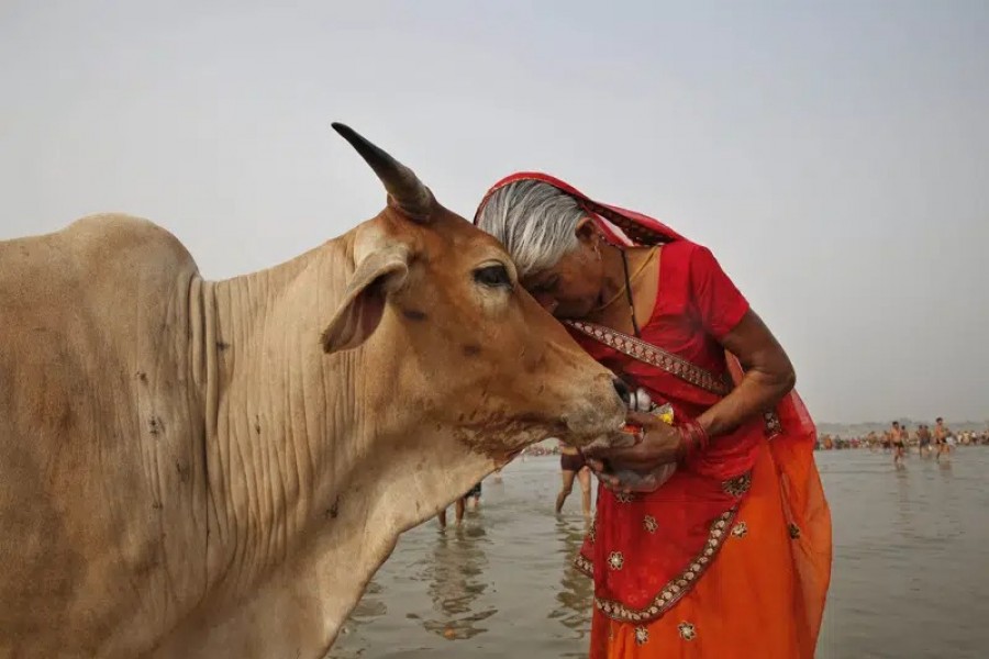 Indian government asks people to hug cows on Valentine's Day