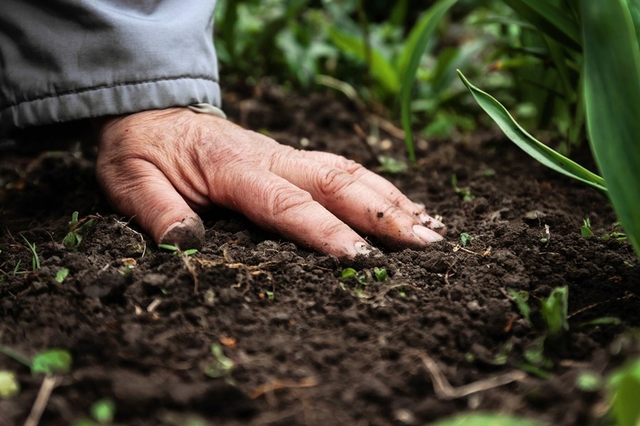 Canada to continue selling potassium fertiliser in Bangladesh, agriculture minister says