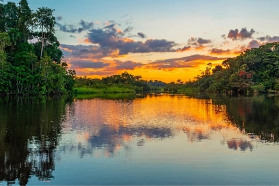 Deforestation in Brazil's Amazon falls in first month under Lula