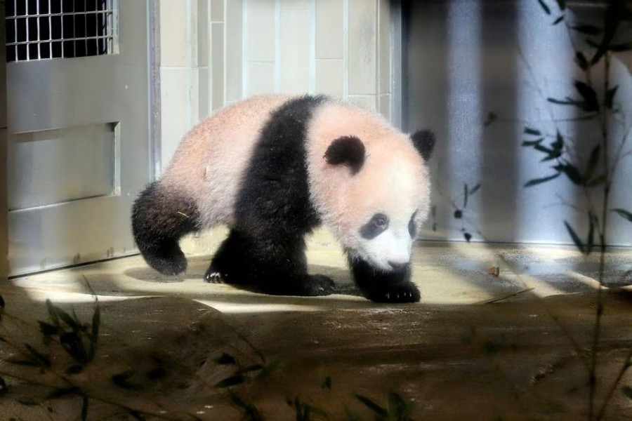 A baby panda Xiang Xiang, born from mother panda Shin Shin on June 12, 2017, walks on the ground during a press preview ahead of the public debut at Ueno Zoological Gardens in Tokyo, Japan on December 18, 2017 — Pool via Reuters/Files